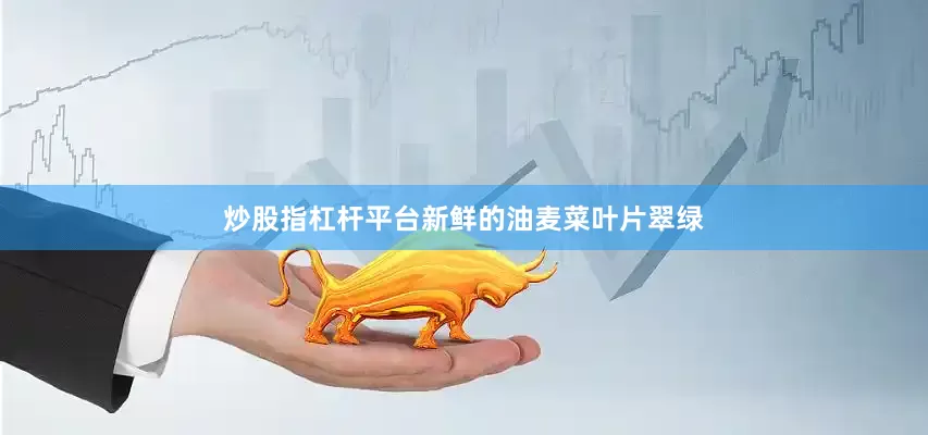 炒股指杠杆平台新鲜的油麦菜叶片翠绿
